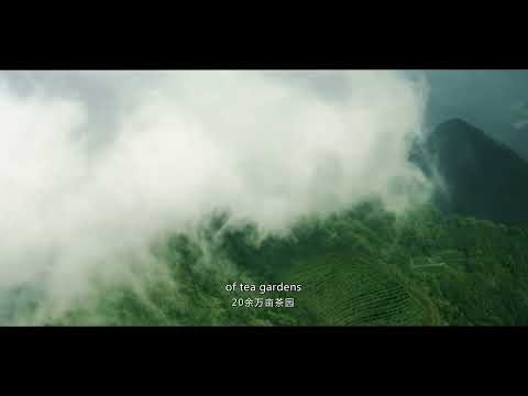Wuyuan Green Tea from Jiangxi Province China